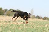 BEAUCERON 155